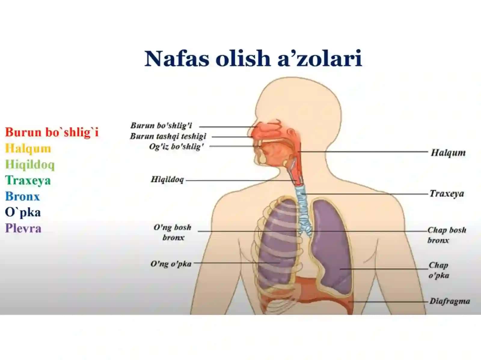 Nafas olish 3