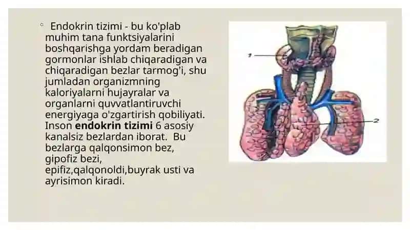 ENDOKRIN VA NERV TIZIMINING ALOQASI 3
