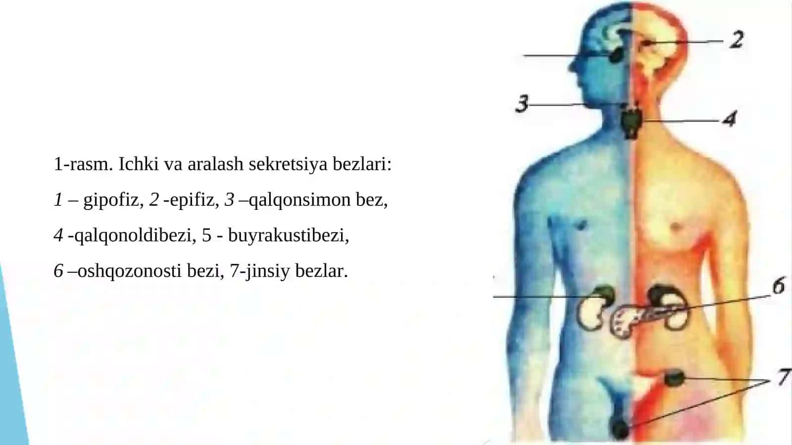 Ichkisekretsiyabezlari 3