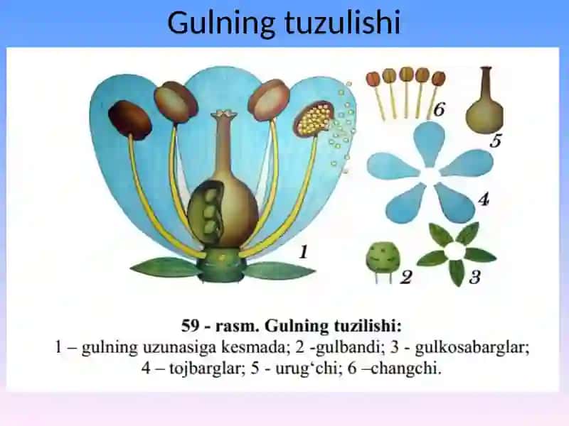 Generativ organlar. Gul 3