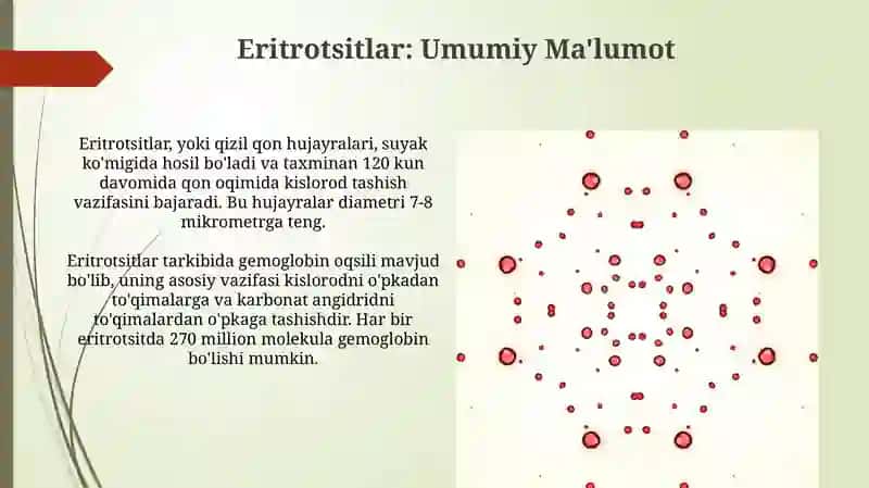 Eritrotsitlar gemoglabin va uning turlari 3
