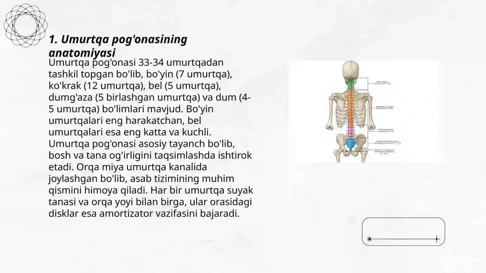 Umurtqa pog'onasi 3