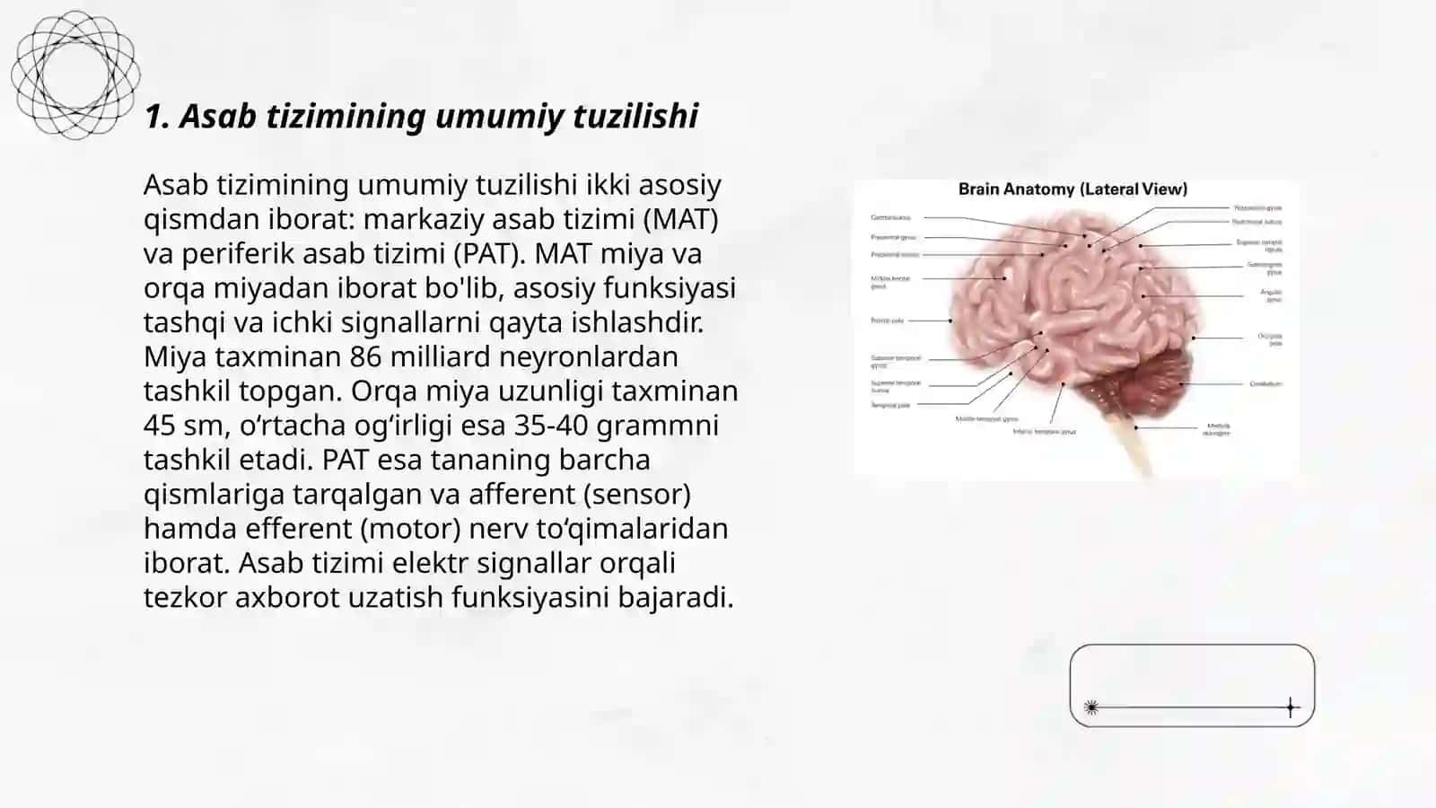 Asab tizimi xossalari 3