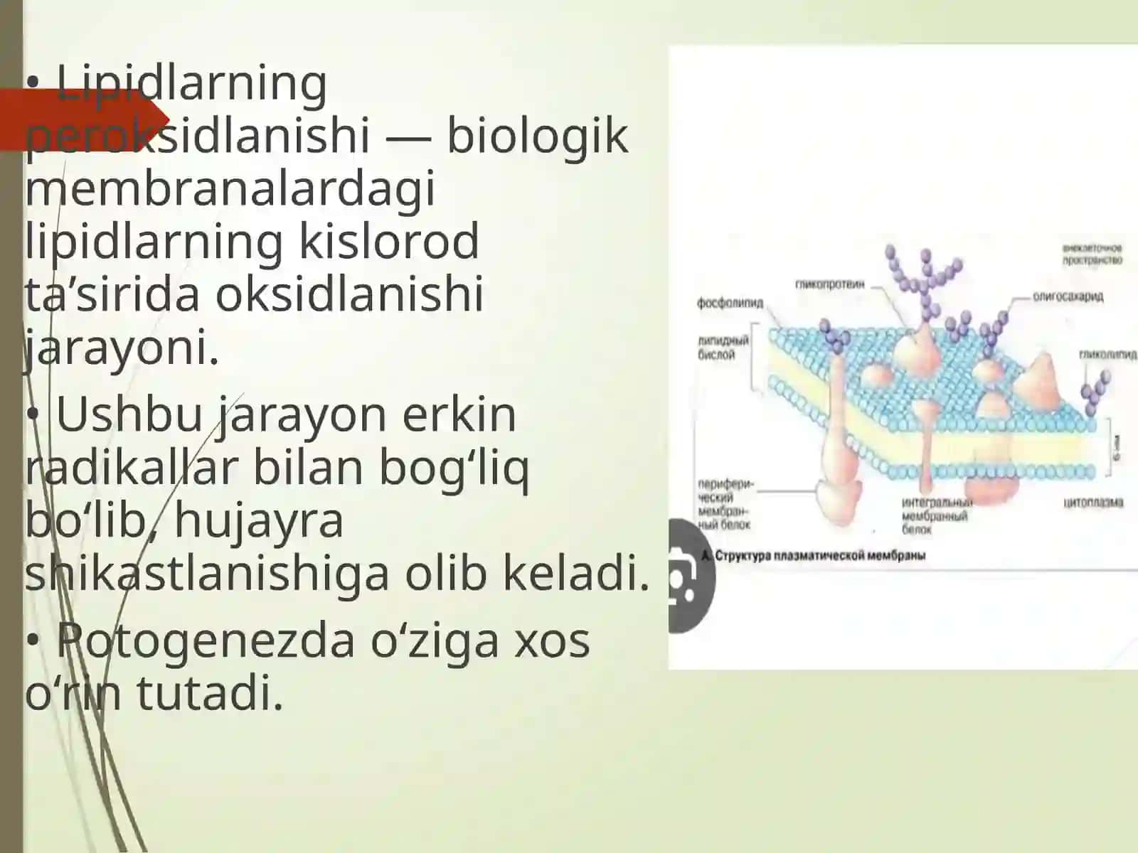 Lipidlarning Peroksidlanishi va Hujayra Shikastlanishi Yog' kislotalarining-oksidlanishi, ahamiyati, buzilishlari. Qandli diabet va ochlikda ketonuriya va ketonemiya 3