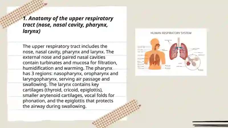 Respiratoty system 3