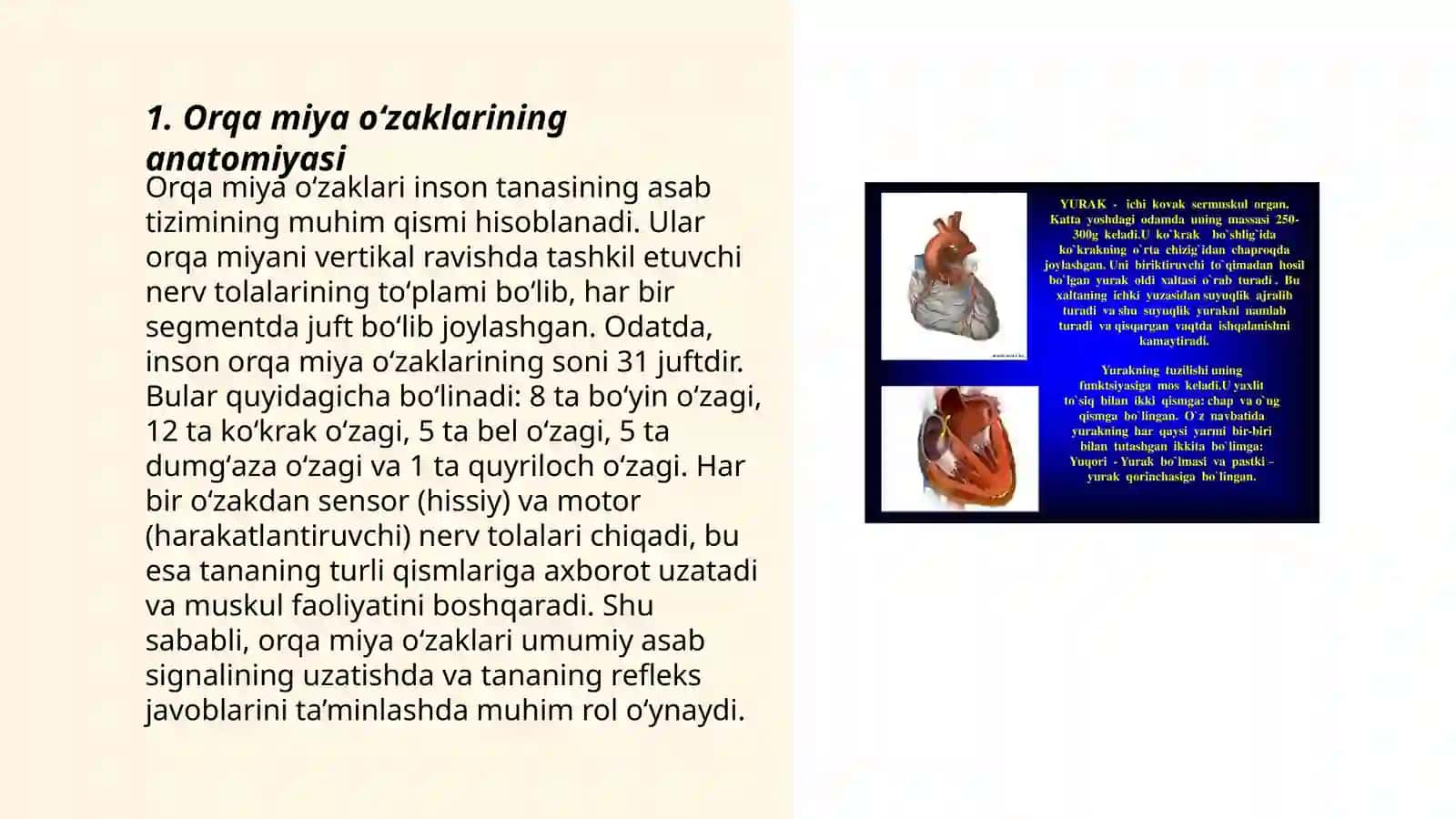 Orqa miya oʻzaklarining anatomiyasi 3