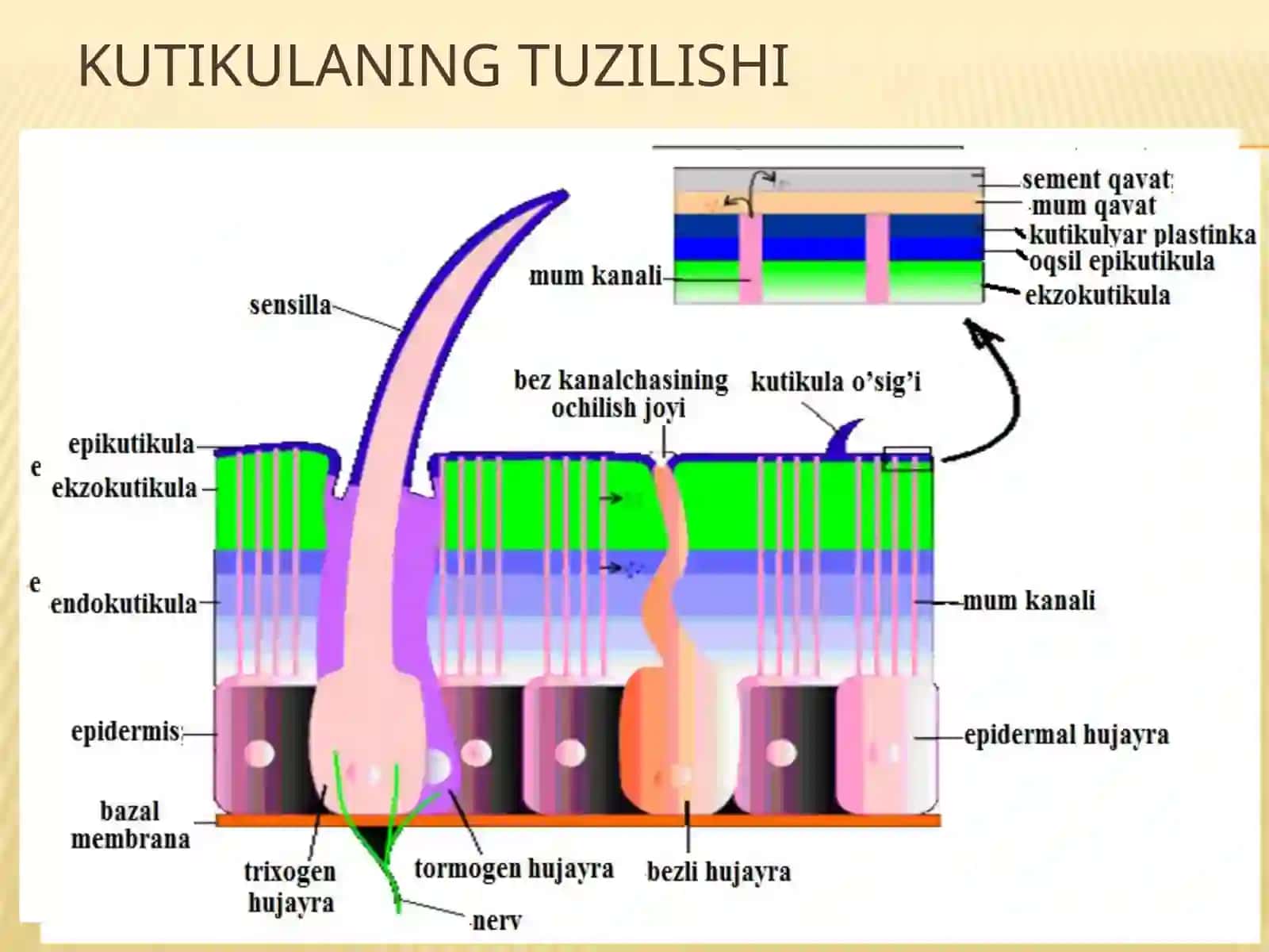 Traxeyalilarkenjatipi 3