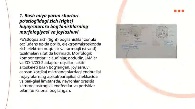 Bosh miya yarim sharlari poʻstlogʻidagi hujayralararo bogʻlanishlar 3