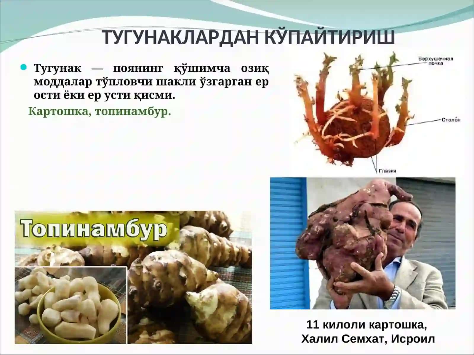 O’SIMLIKLARNI VEGETATIV KO’PAYTIRISH 3