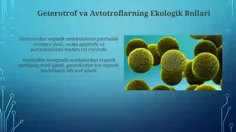 Geterotrof va Avtotroflarning Ekologik Rollari 3