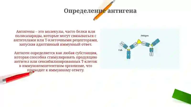 Презентация: Антиген и антитела 3