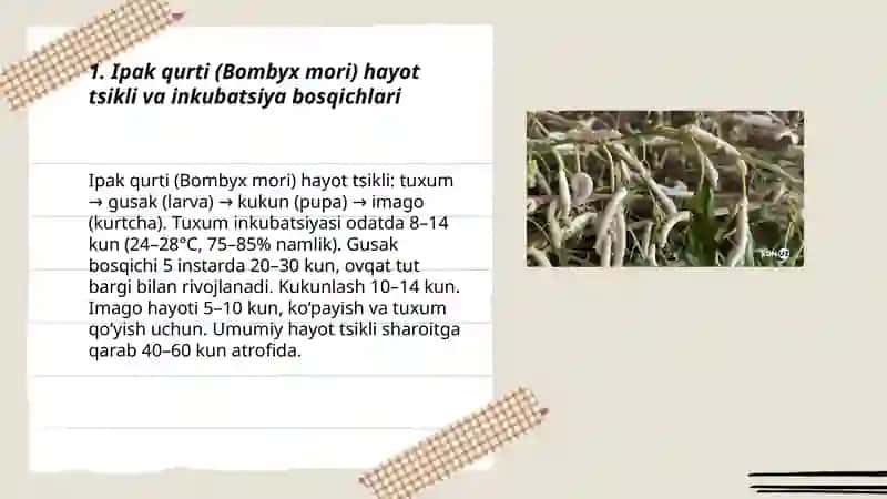 Ipak qurti biologiyasi 3