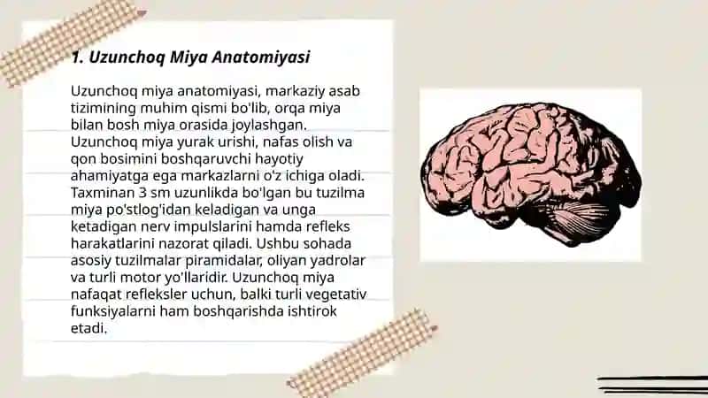 Uzunchoq Miya Anatomiyasi 3