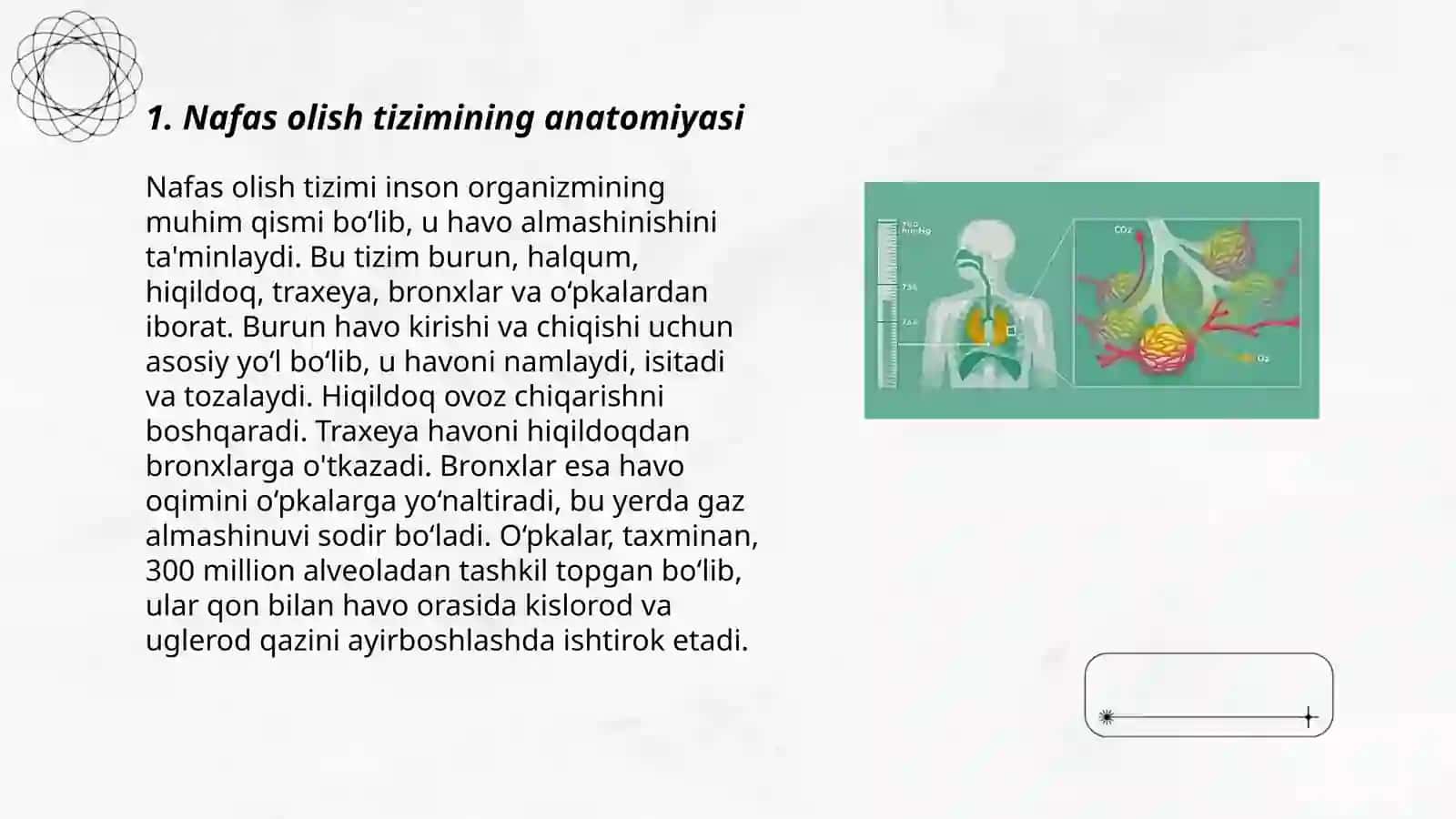 Nafas olish fezyalogiyasi 3