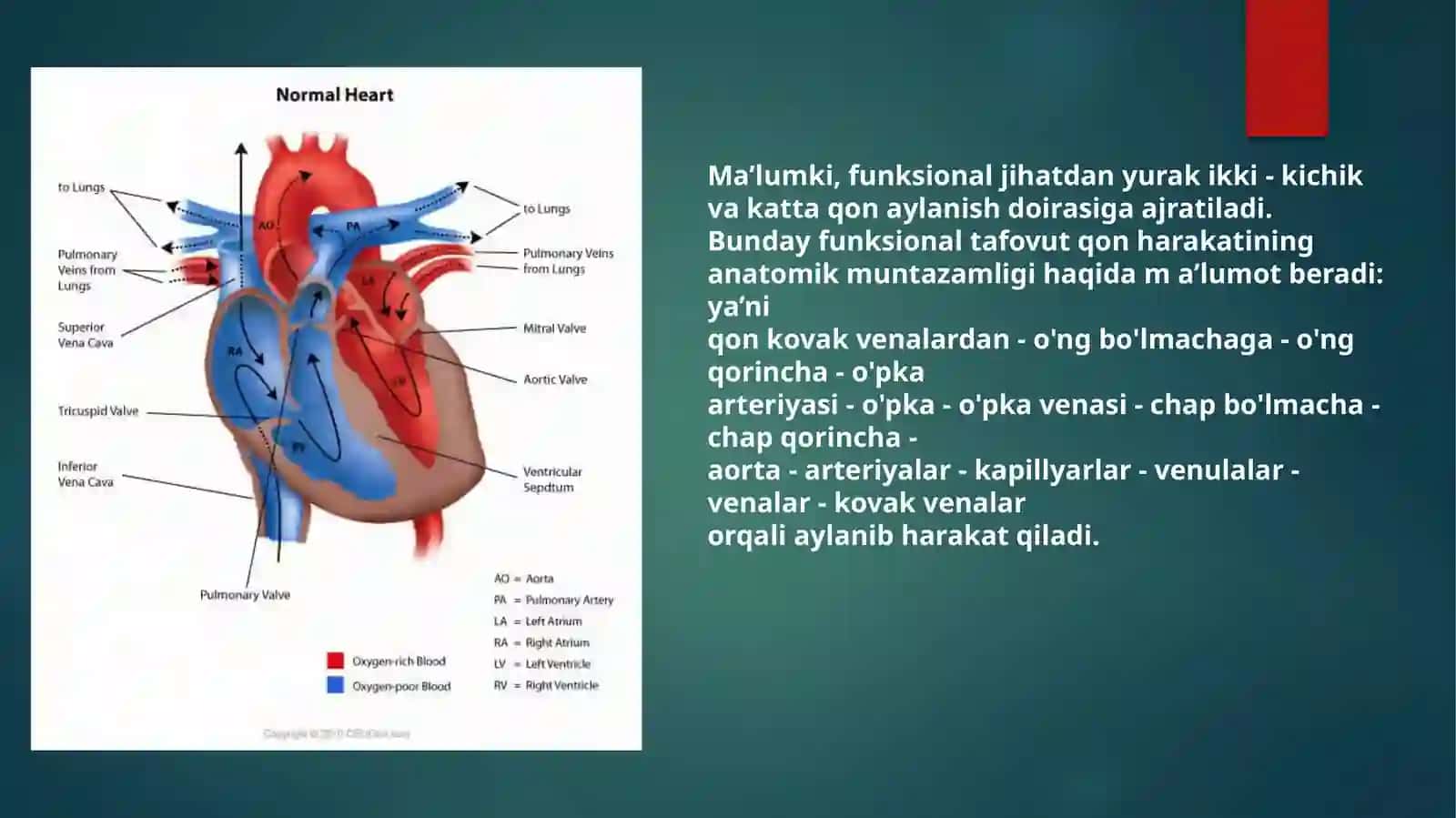 Yurak patofiziologiyasi slayd 3