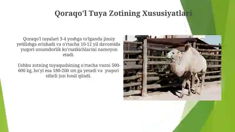 Qoraqo'l Tuya Zotining Xususiyatlari 3