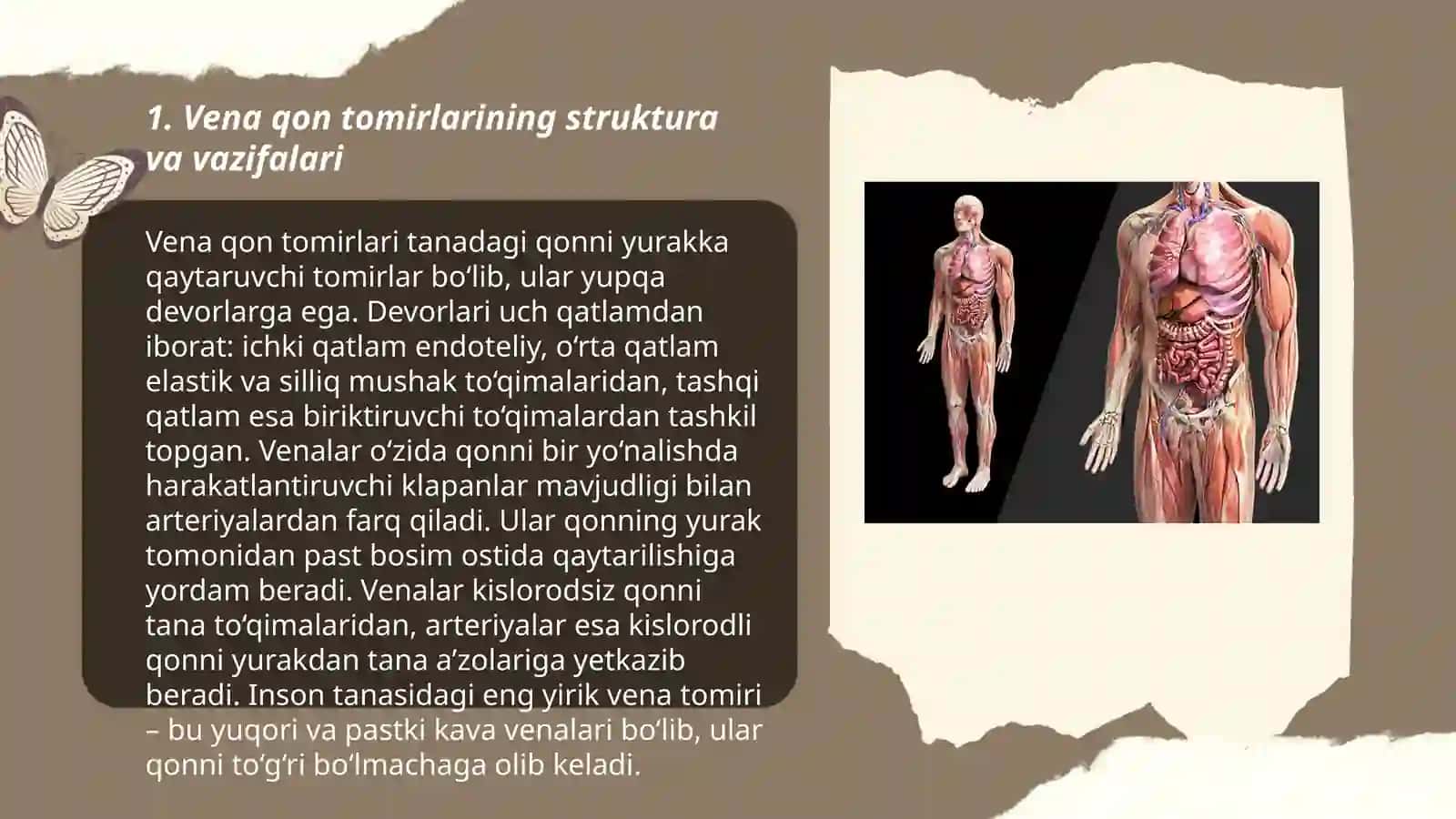Vena qon tomirlari 3