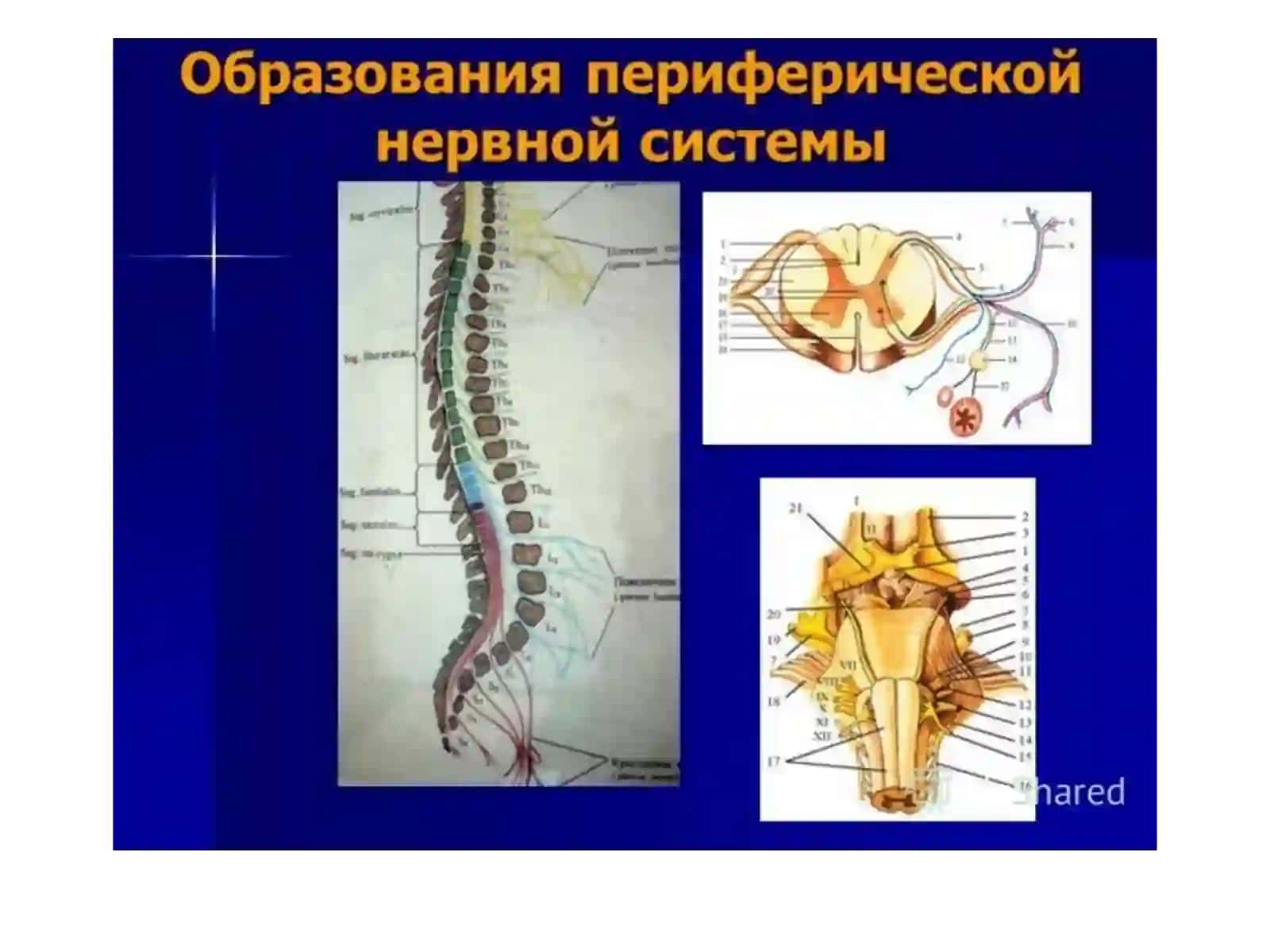 АСАБ ТИЗИМИ КЛИНИК АНАТОМИЯСИ 3