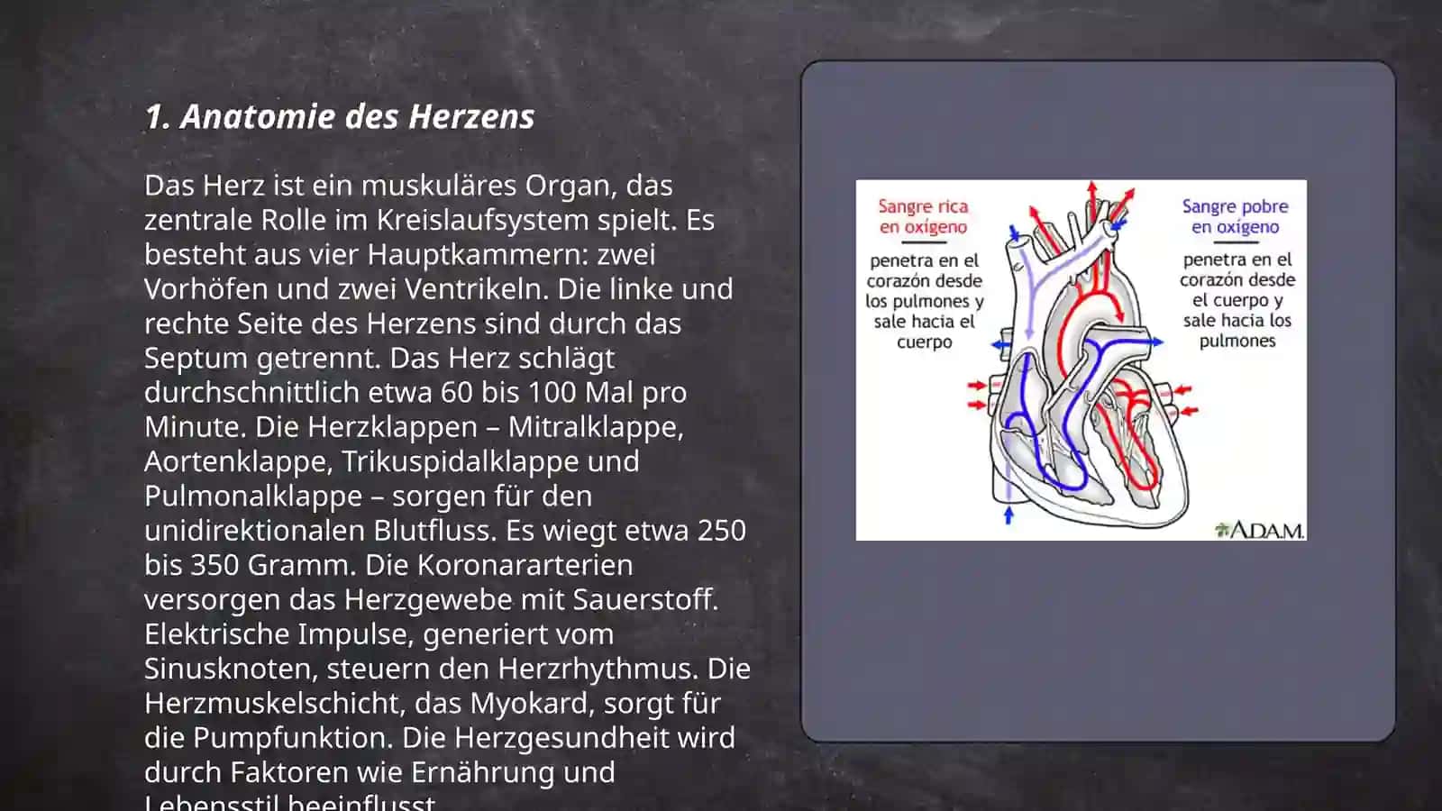 Herz und Blutkreislauf 3
