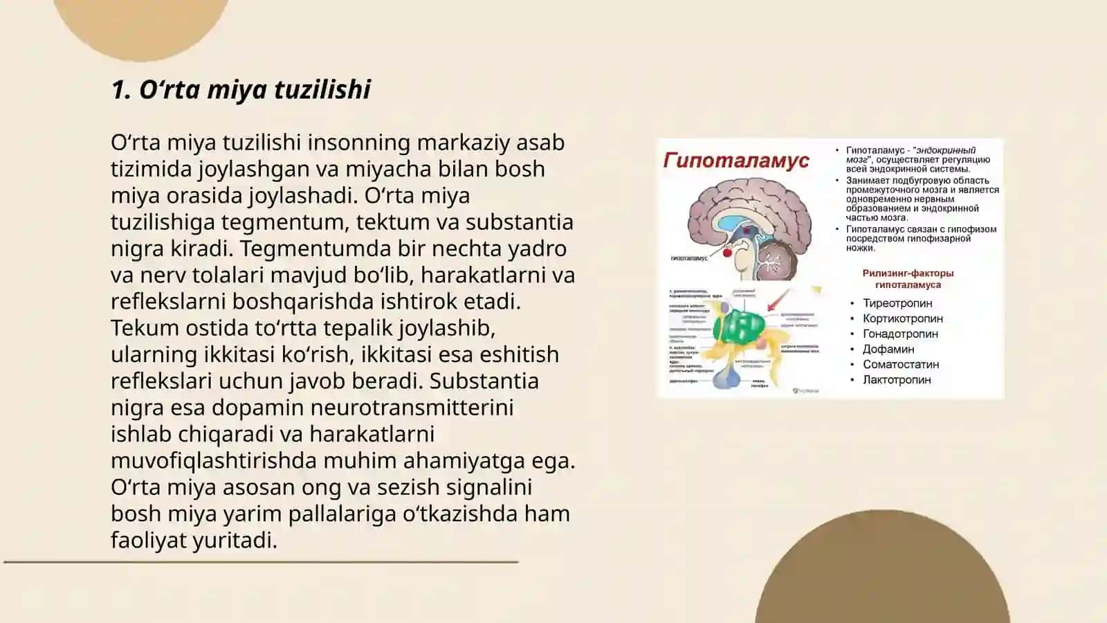 Oʻrta miya va oraliq miya,3-qorincha 3