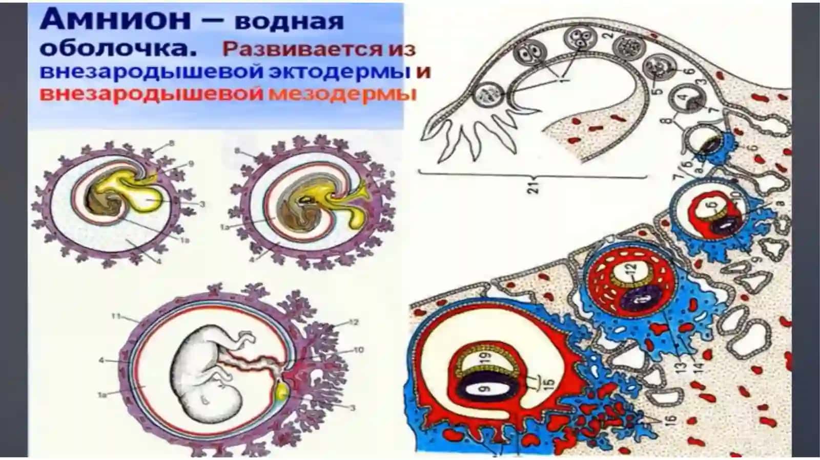 Эмбриология ч.2 3