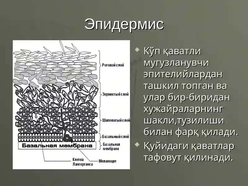 Терининг тузилиши 3