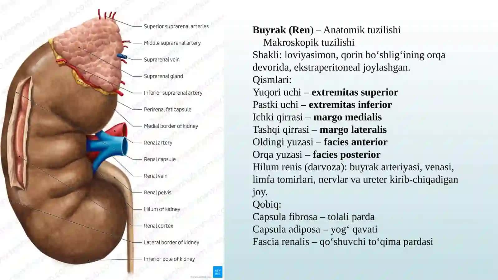 Siydik ayiruv azolarining rivojlanish nuqsonlari 3