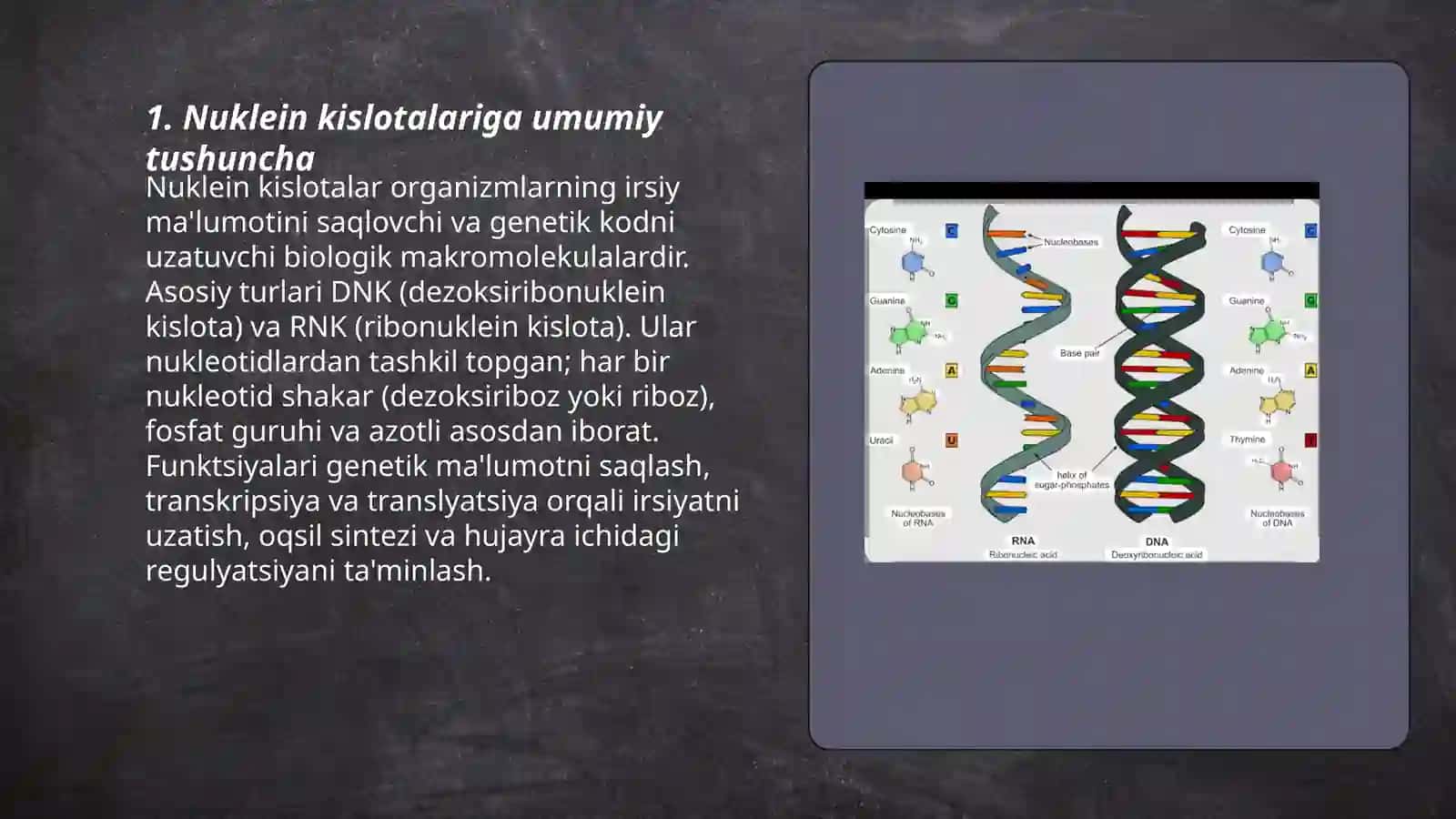 Nuklein kislotalar 3