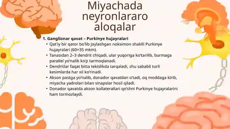 Miyachada neyronlararo aloqalar 3