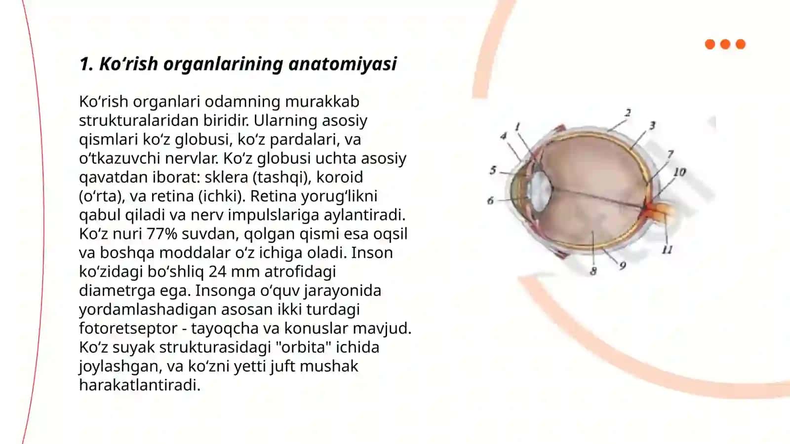 Koʻrish analizatori 3