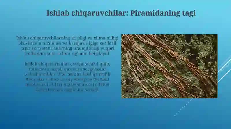 Ekotimizimlarning trofik strukturasi 3