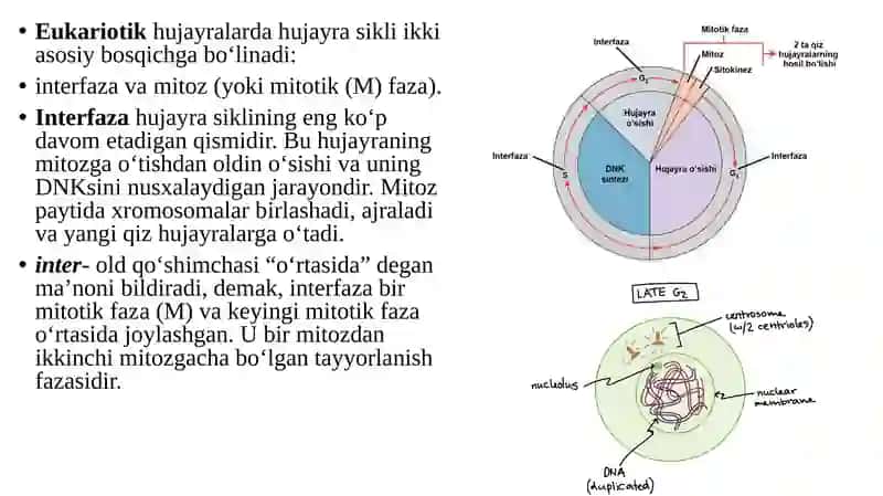 Hujayrabo‘linishi:mitoz,meyoz 3
