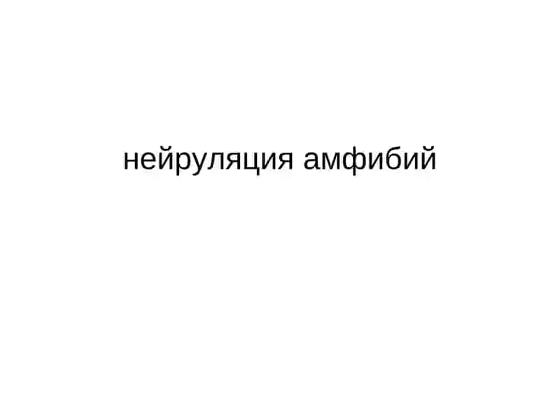 Нейруляция ланцетника 3