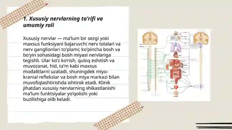 Xususiy nervlar 3
