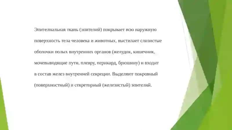 Эпителиальная ткань 3