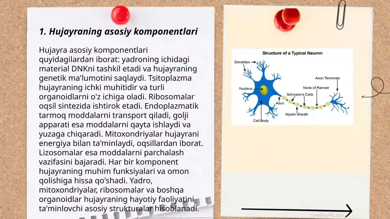 Hujayraning asosiy komponentlari 3