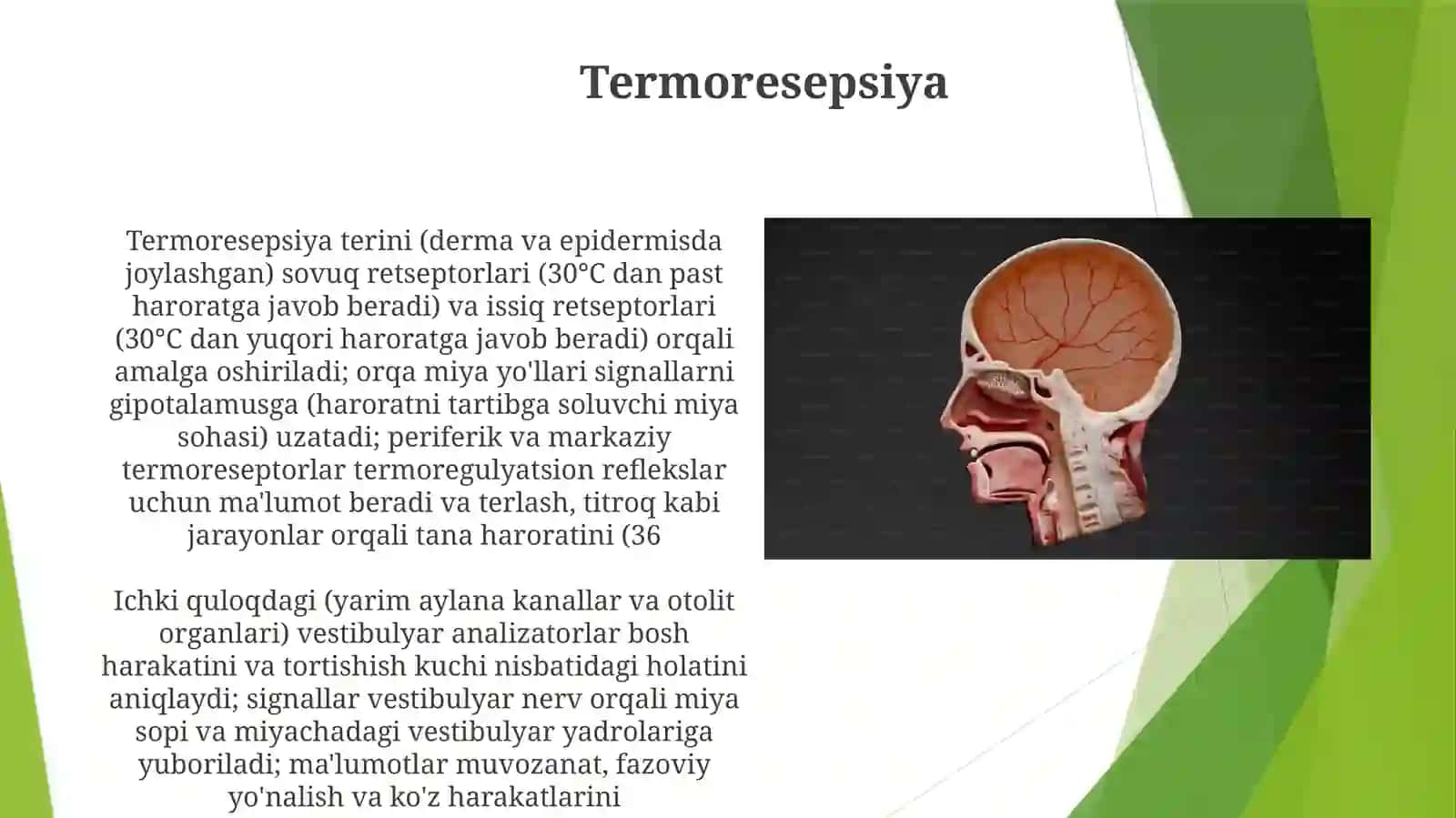 Eshituvvavestebuliyaranalizatorlarfiziologiyasi 3