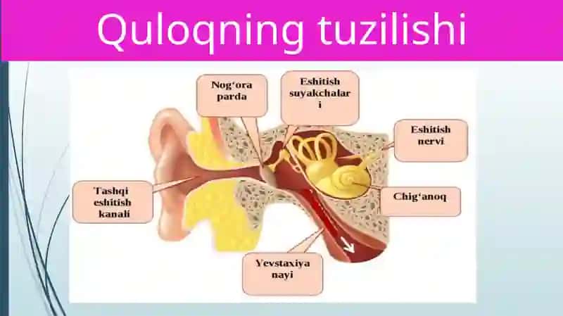 Eshitish organlarining tuzilishi 3