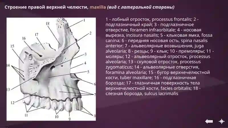 Анатомия верхней и нижней челюсти 3