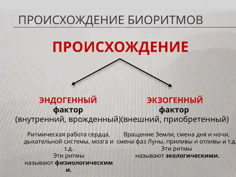 Биоритмы человека 3