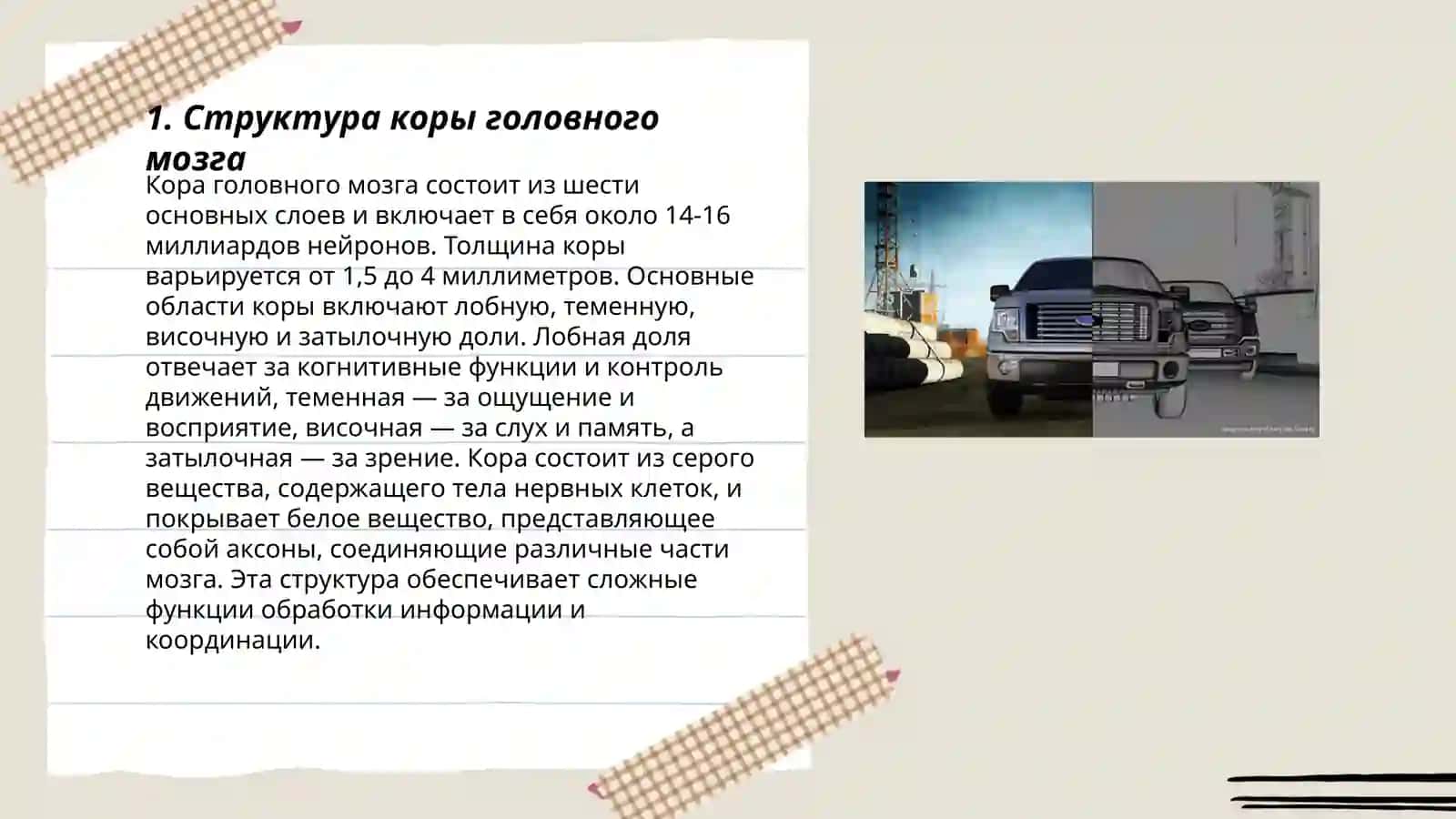 Кора головного мозга 3