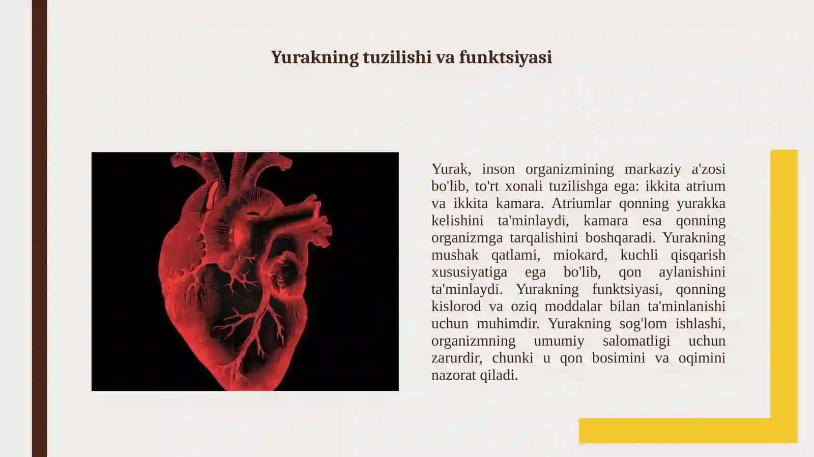 Yurakni qon bilan taminlanishi 3