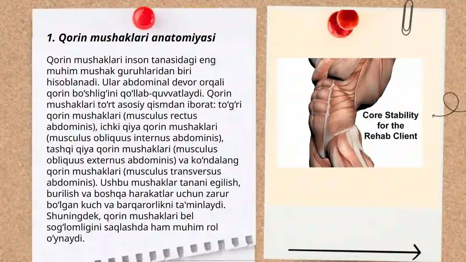 Qorin mushaklari anatomiyasi 3