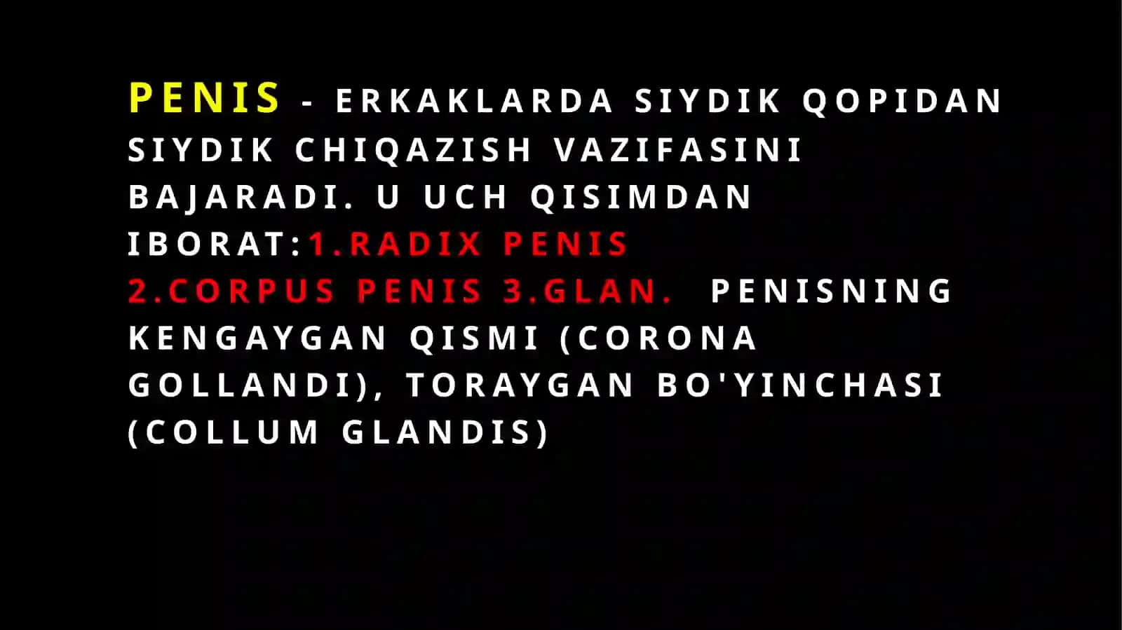 Erkaklarning jinsiya zolari bajaruvchi 3