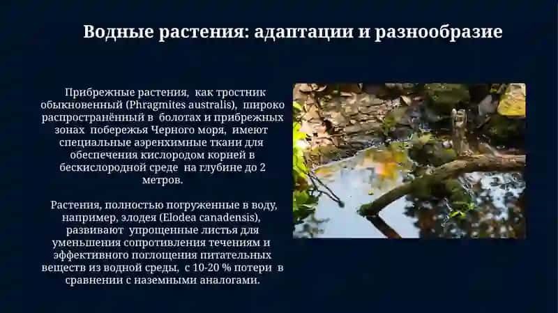 Вода как среда обитания 3