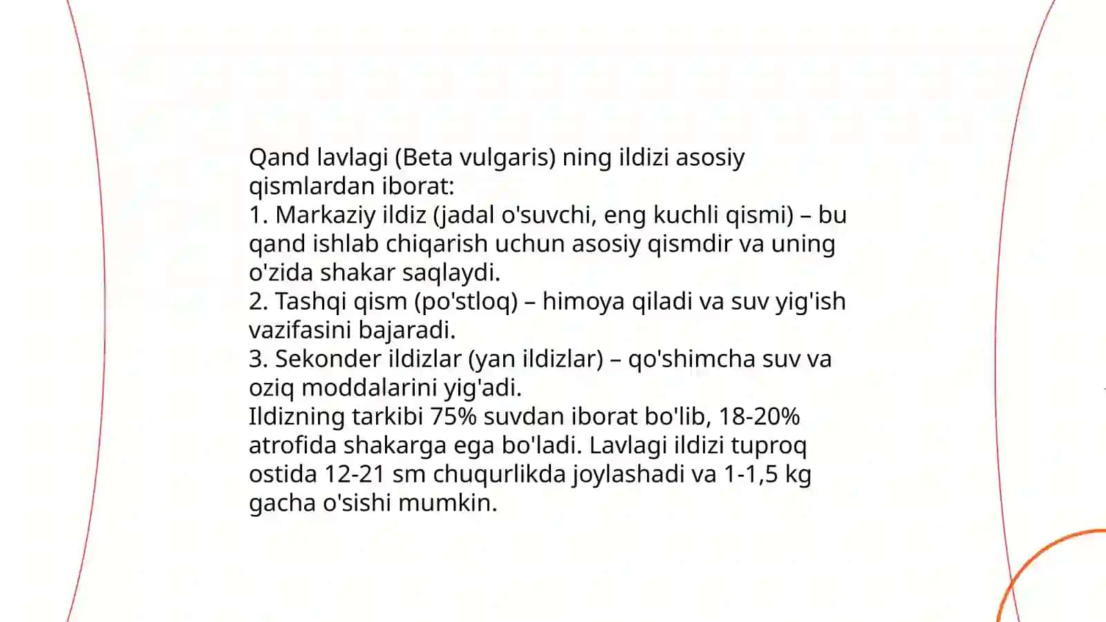 Qand lavlagi ildizining tuzilishi 3