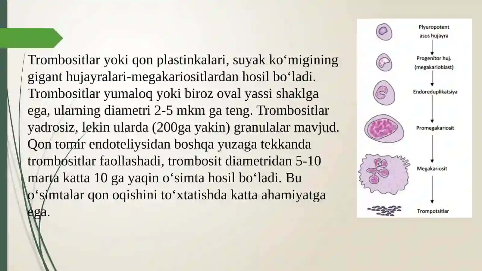 Trombotsitlar.Qonguruxlari.Rezusfactor 3