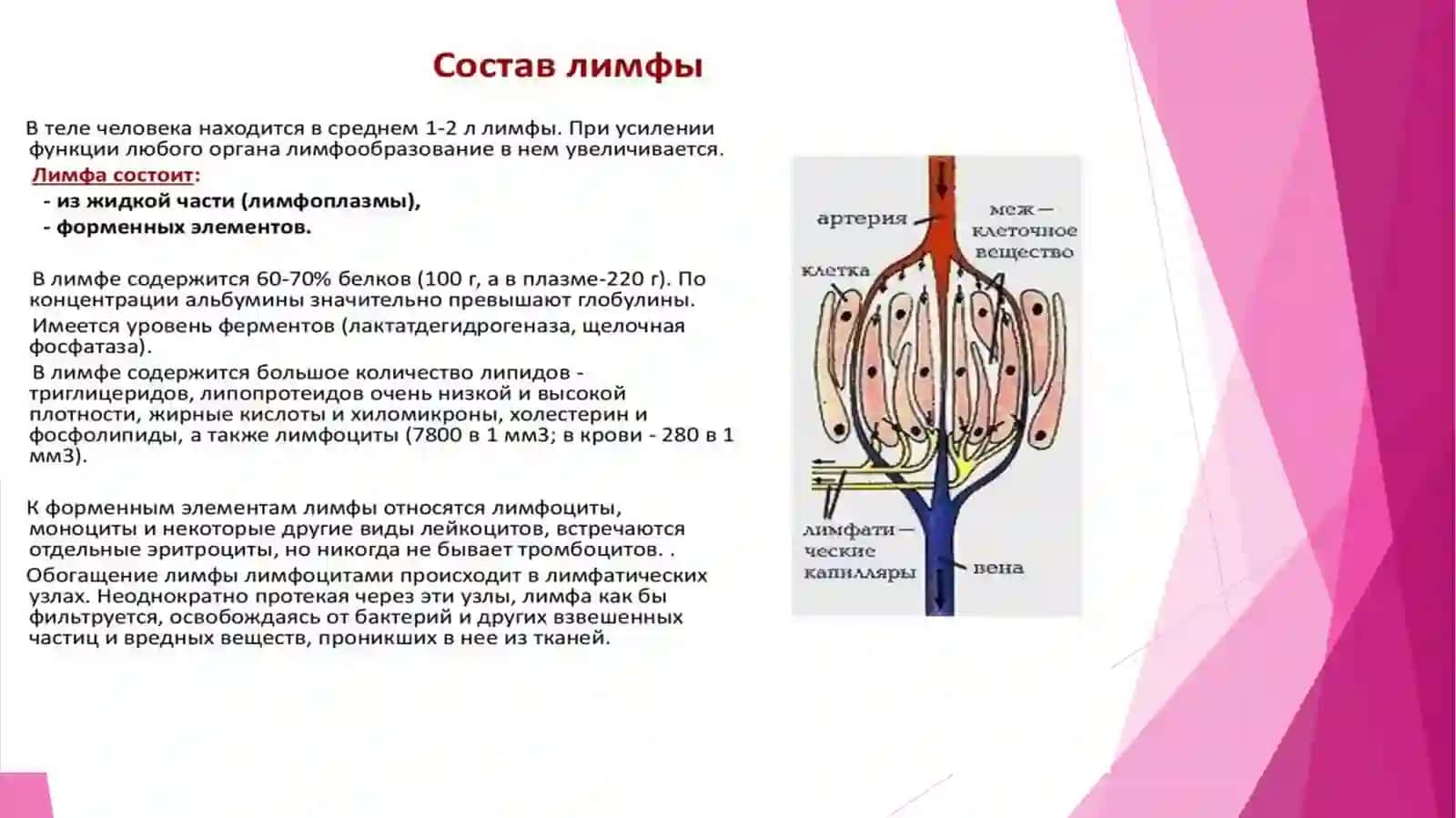 ЛИМФА РЕТИКУЛЯНЫЙ СИСТЕМА 3