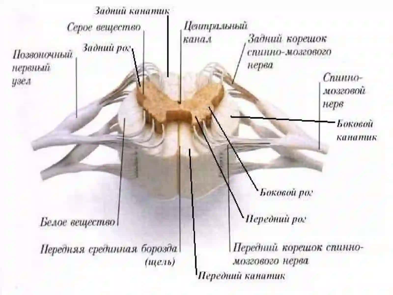 Асабсубъектининг клиник анатомияси 3