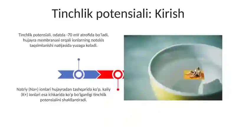 Tinchlik va harakat potensiali 3